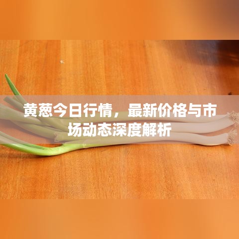 黄葱今日行情，最新价格与市场动态深度解析