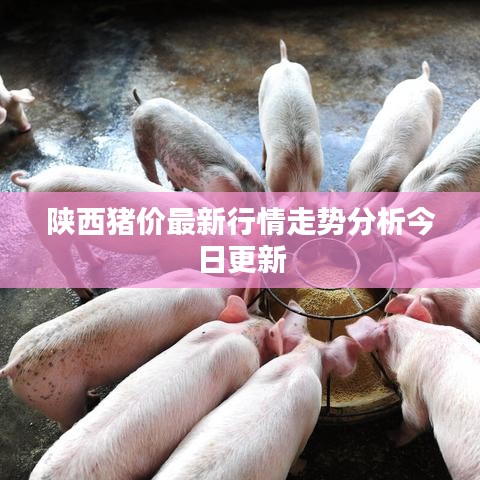 陕西猪价最新行情走势分析今日更新