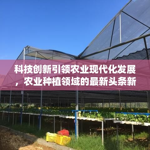科技创新引领农业现代化发展，农业种植领域的最新头条新闻
