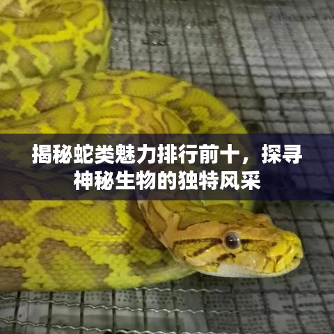 揭秘蛇类魅力排行前十，探寻神秘生物的独特风采