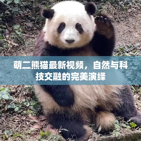萌二熊猫最新视频,自然与科技交融的完美演绎