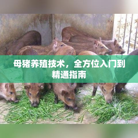 母猪养殖技术,全方位入门到精通指南