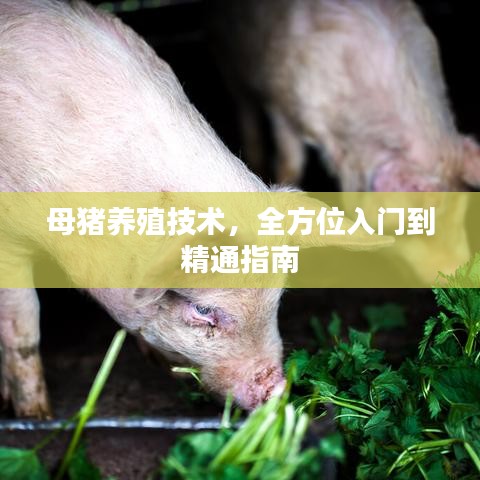 母猪养殖技术,全方位入门到精通指南