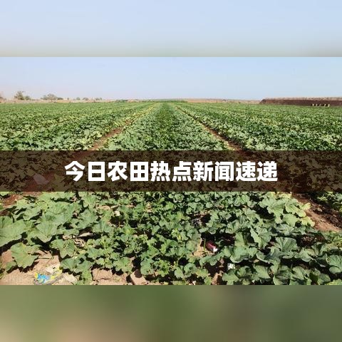 今日农田热点新闻速递