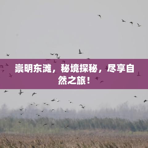 崇明东滩,秘境探秘,尽享自然之旅!