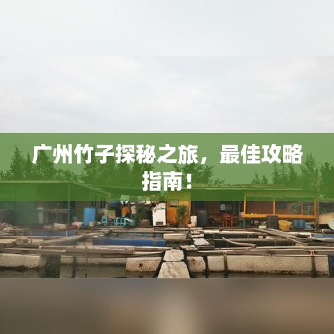 广州竹子探秘之旅,最佳攻略指南!