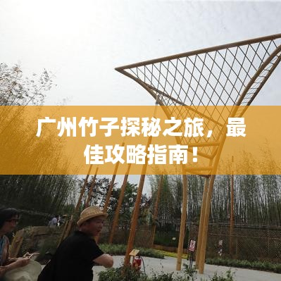 广州竹子探秘之旅,最佳攻略指南!