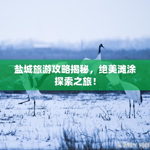 盐城旅游攻略揭秘,绝美滩涂探索之旅!