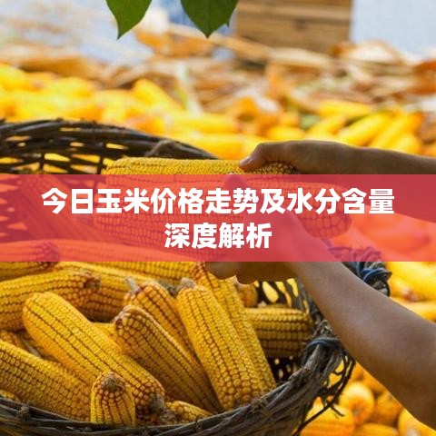 今日玉米价格走势及水分含量深度解析