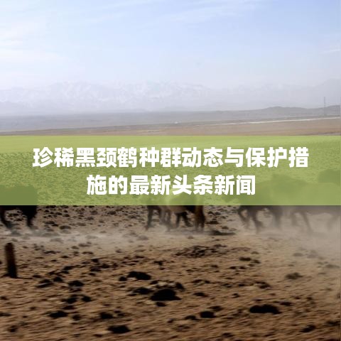 珍稀黑颈鹤种群动态与保护措施的最新头条新闻