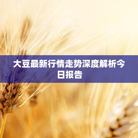 大豆最新行情走势深度解析今日报告