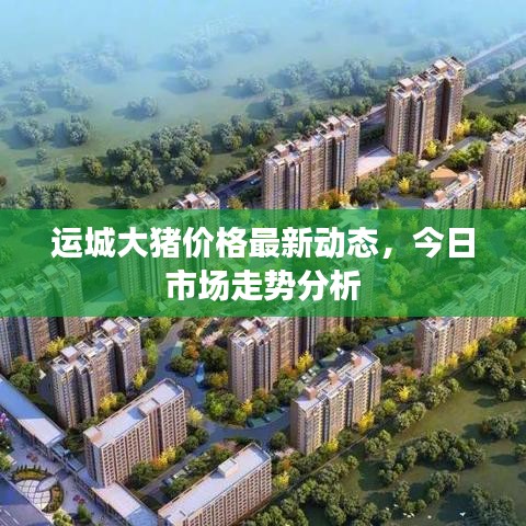 运城大猪价格最新动态,今日市场走势分析