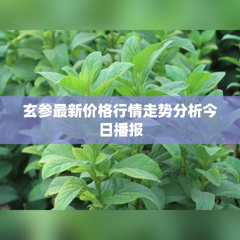 玄参最新价格行情走势分析今日播报