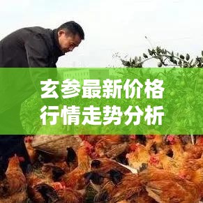 玄参最新价格行情走势分析今日播报