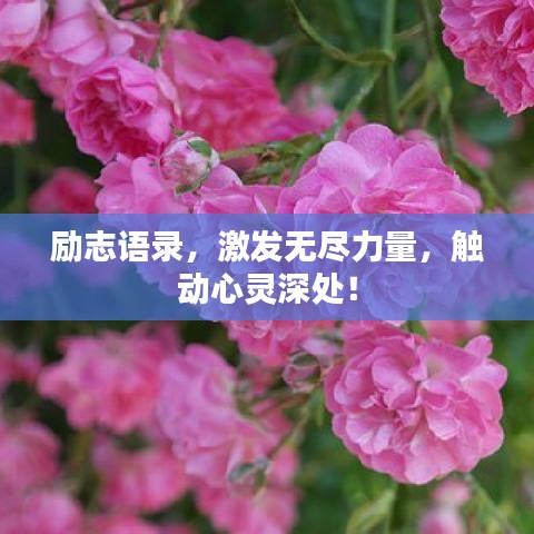 励志语录,激发无尽力量,触动心灵深处!