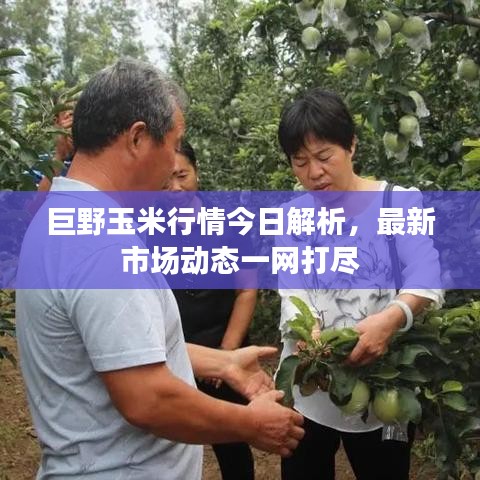巨野玉米行情今日解析,最新市场动态一网打尽