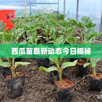 西瓜苗最新动态今日揭秘