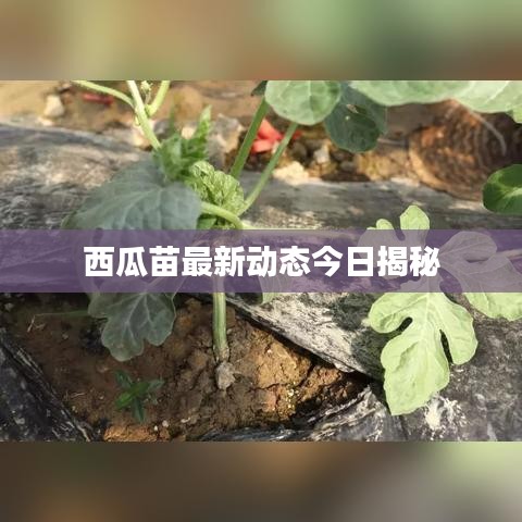 西瓜苗最新动态今日揭秘