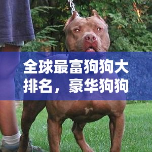 全球最富狗狗大排名，豪华狗狗榜单揭晓！