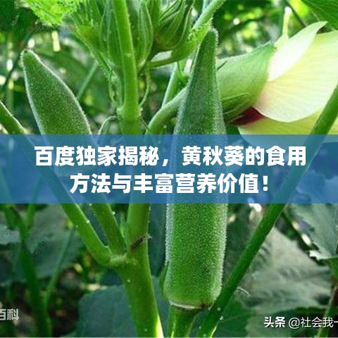 百度独家揭秘,黄秋葵的食用方法与丰富营养价值!