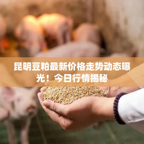 昆明豆粕最新价格走势动态曝光!今日行情揭秘