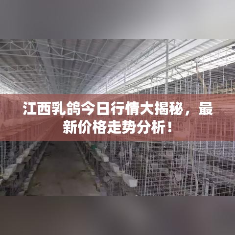 江西乳鸽今日行情大揭秘,最新价格走势分析!