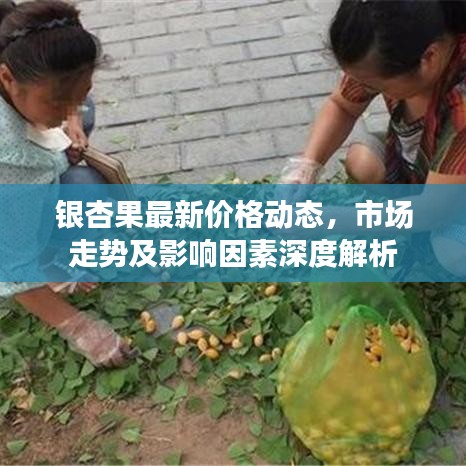 银杏果最新价格动态，市场走势及影响因素深度解析