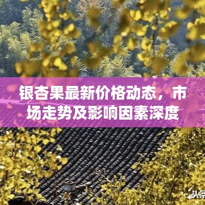银杏果最新价格动态,市场走势及影响因素深度解析