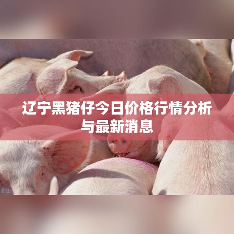 辽宁黑猪仔今日价格行情分析与最新消息