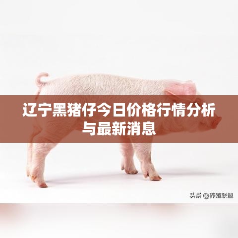 辽宁黑猪仔今日价格行情分析与最新消息