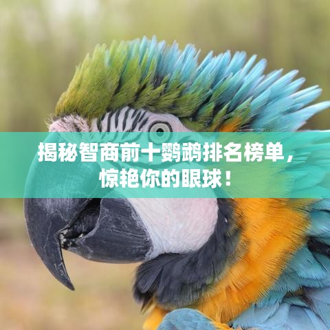揭秘智商前十鹦鹉排名榜单,惊艳你的眼球!