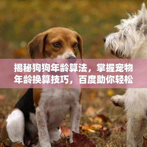 揭秘狗狗年龄算法,掌握宠物年龄换算技巧,百度助你轻松了解宠物年龄!