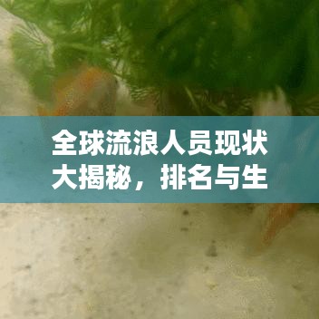 全球流浪人员现状大揭秘，排名与生存真相探索