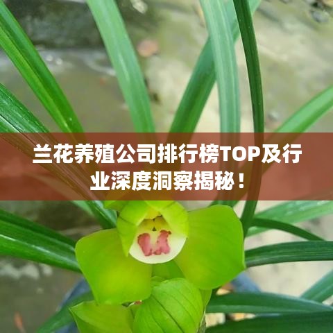 兰花养殖公司排行榜TOP及行业深度洞察揭秘!