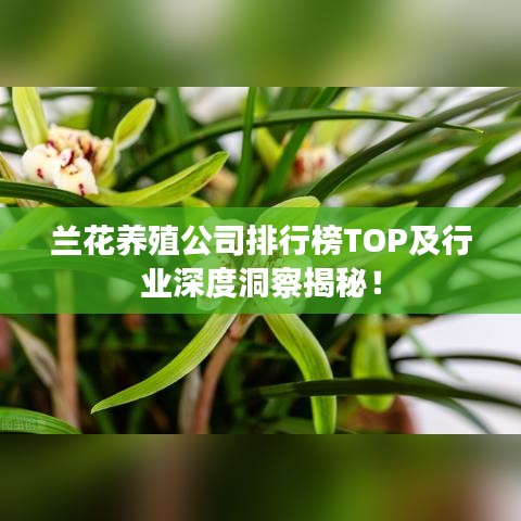 兰花养殖公司排行榜TOP及行业深度洞察揭秘!