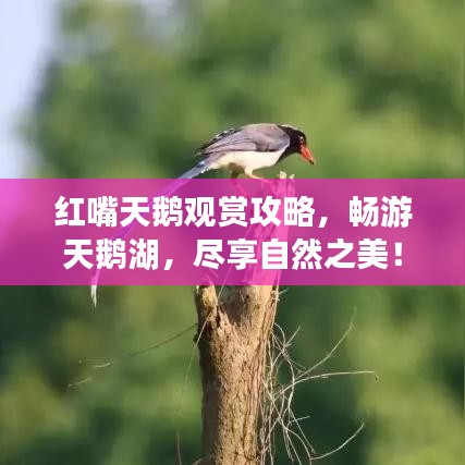 红嘴天鹅观赏攻略，畅游天鹅湖，尽享自然之美！