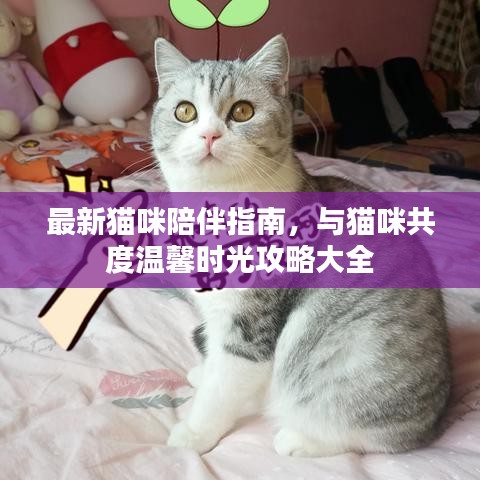 最新猫咪陪伴指南，与猫咪共度温馨时光攻略大全