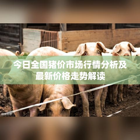 今日全国猪价市场行情分析及最新价格走势解读