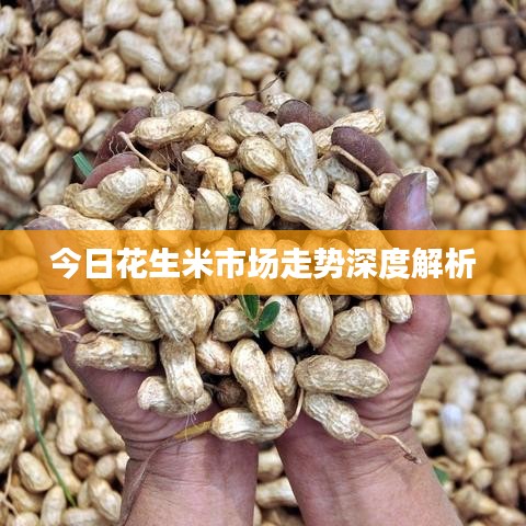 今日花生米市场走势深度解析