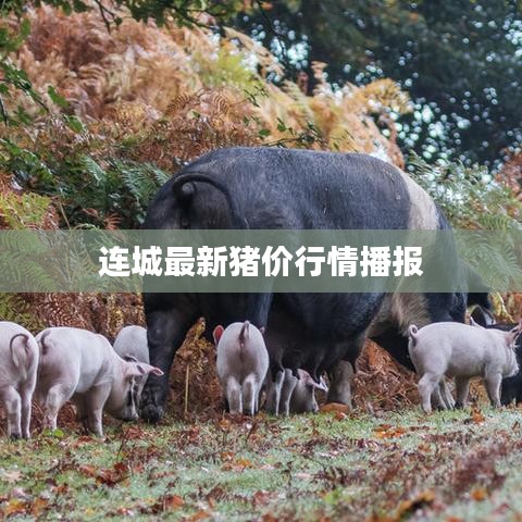 连城最新猪价行情播报