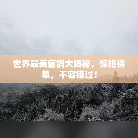 世界最美信鸽大揭秘,惊艳榜单,不容错过!