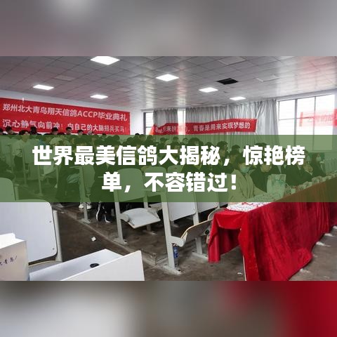 世界最美信鸽大揭秘,惊艳榜单,不容错过!