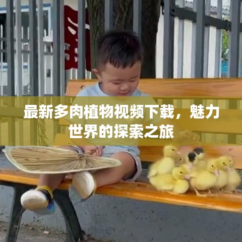 最新多肉植物视频下载,魅力世界的探索之旅