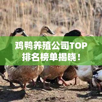 鸡鸭养殖公司TOP排名榜单揭晓!