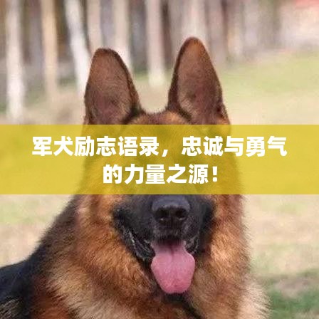 军犬励志语录,忠诚与勇气的力量之源!