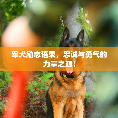 军犬励志语录,忠诚与勇气的力量之源!