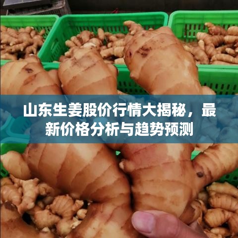 山东生姜股价行情大揭秘，最新价格分析与趋势预测