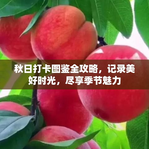 秋日打卡图鉴全攻略,记录美好时光,尽享季节魅力