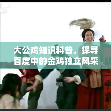 大公鸡知识科普,探寻百度中的金鸡独立风采