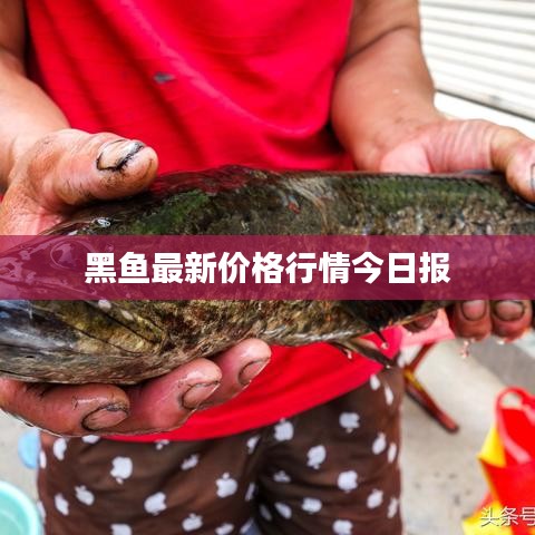 黑鱼最新价格行情今日报